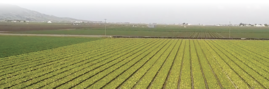 Agricultureal field in Monterey County