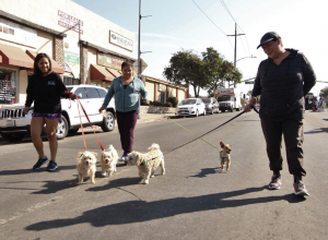 people walking dogs