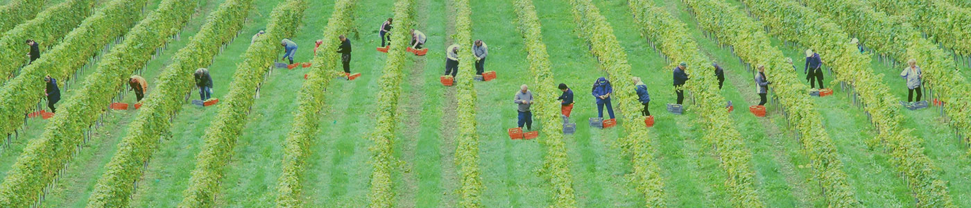 Farmworkers in a field; aerial view from above